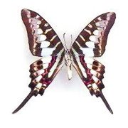 GRAPHIUM POLICENES